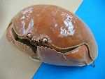 Crabe Calappa calappa 4